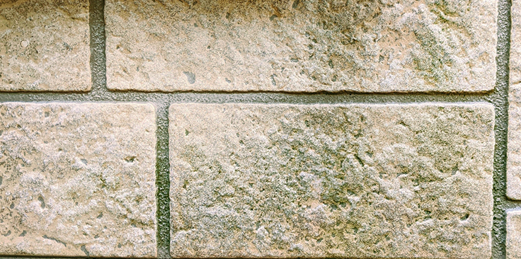 カビやコケが発生している壁の画像